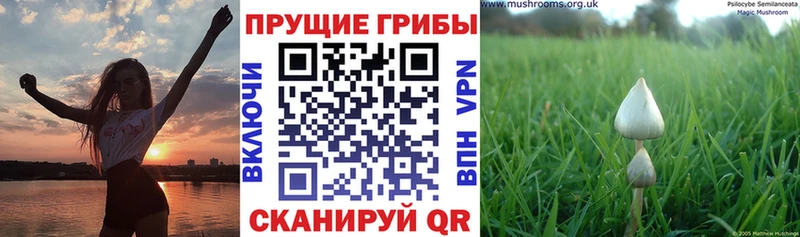Псилоцибиновые грибы прущие грибы  Краснознаменск 